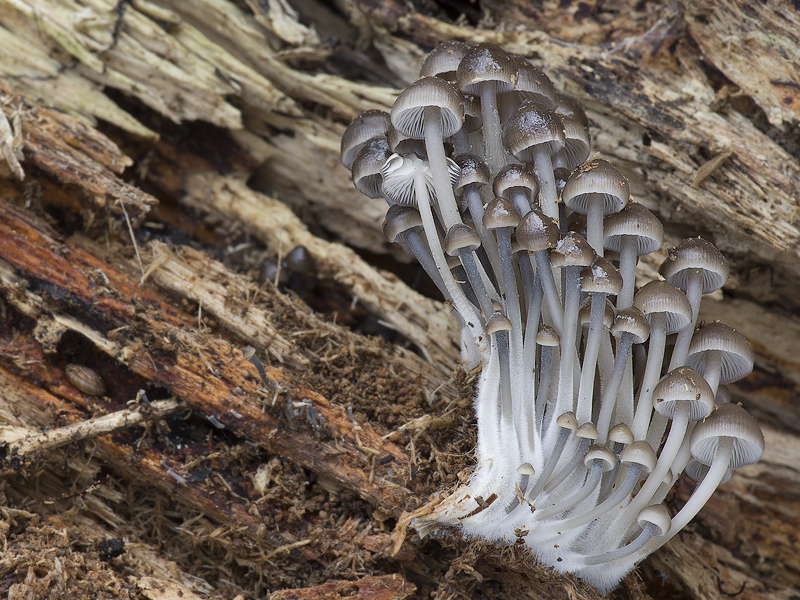 Mycena tintinnabulum